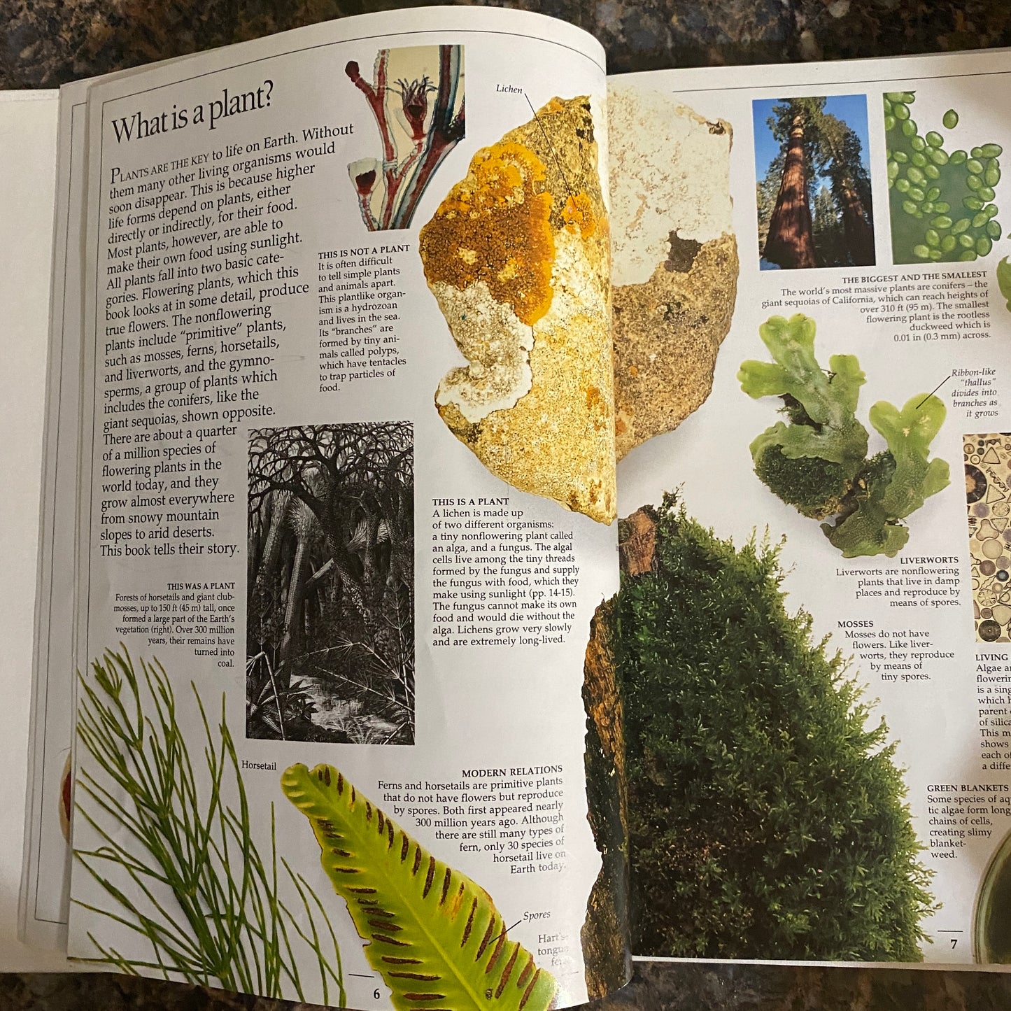 Eyewitness Books: Plant