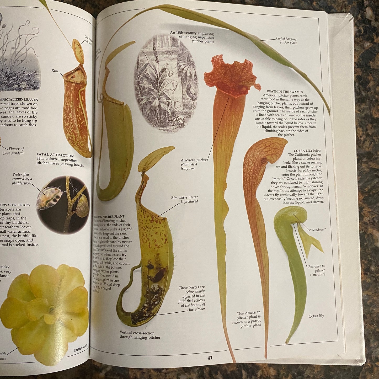 Eyewitness Books: Plant