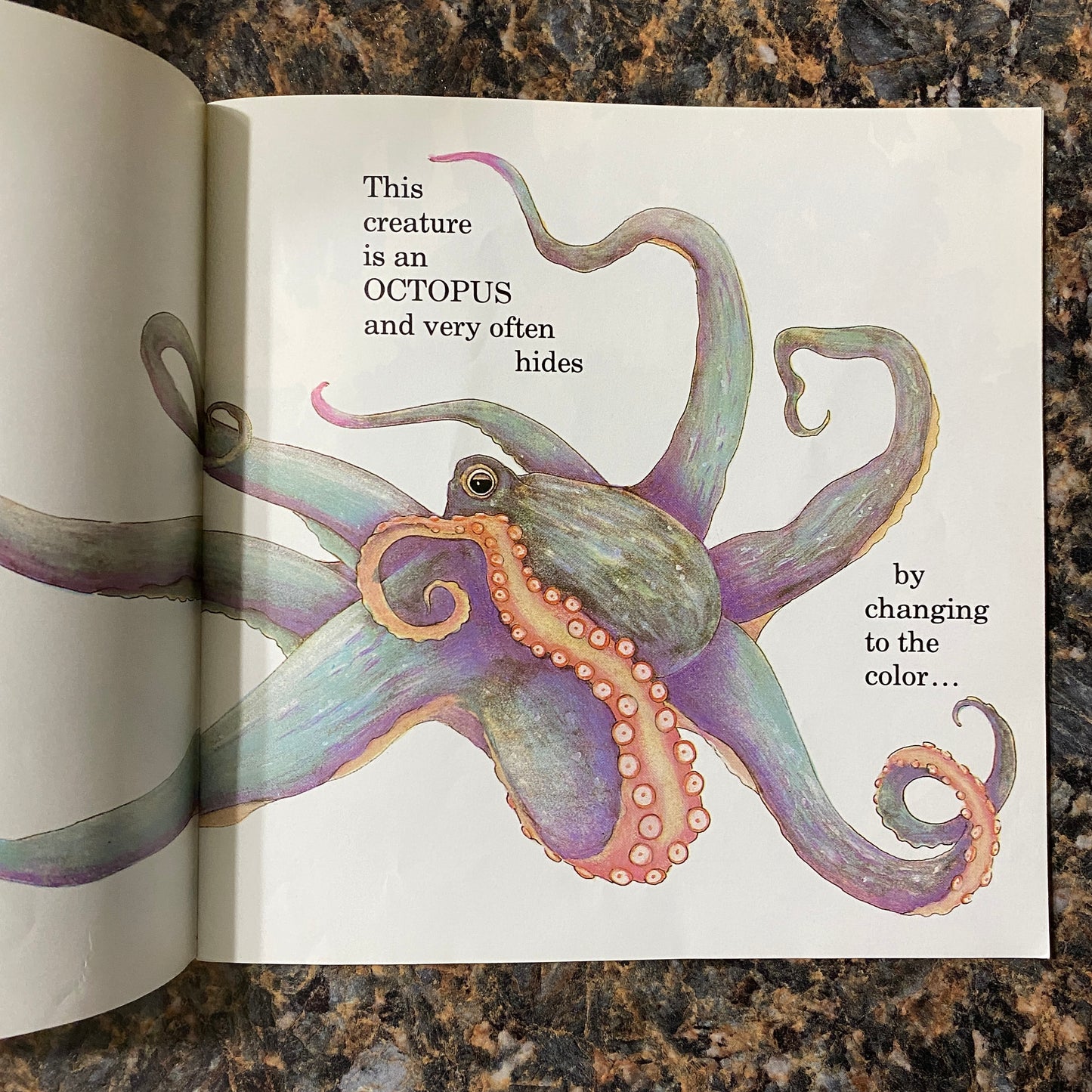 How to Hide an Octopus and Other Sea Creatures