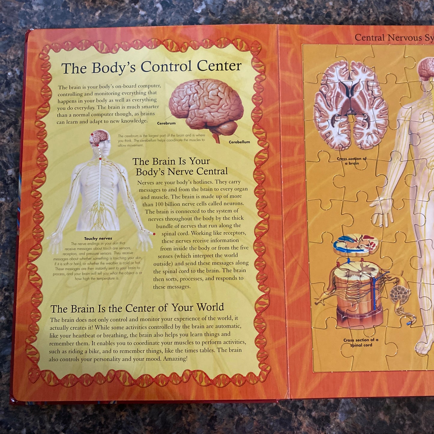 The Human Body Jigsaw Puzzle